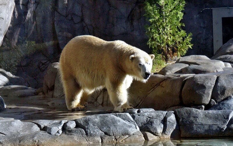 Polar Bear Walking — White, Calm, Afternoon, Photograph