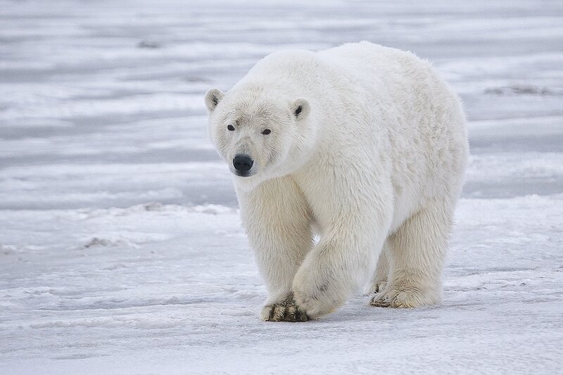 Polar Bear Walking — White, Calm