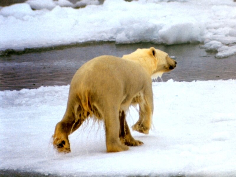 Polar Bear Walking — White, Cold