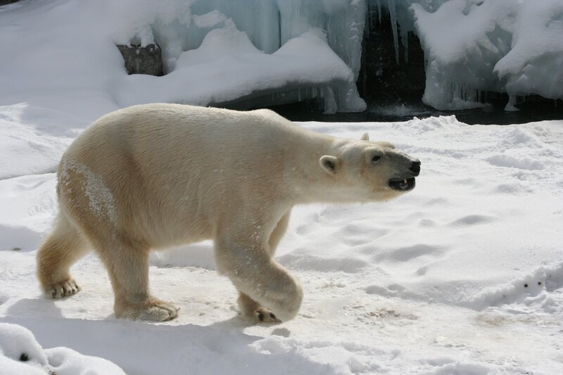 Polar Bear Walking — White, Cold, Winter