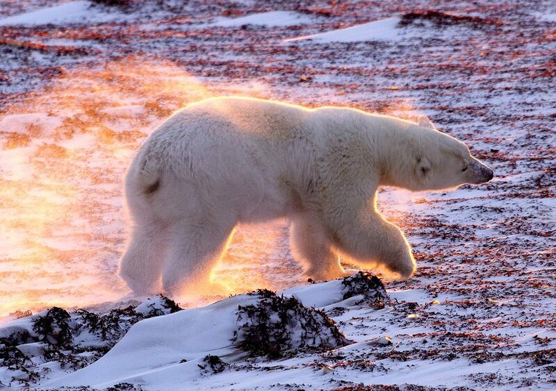 Polar Bear Walking — White, Dramatic