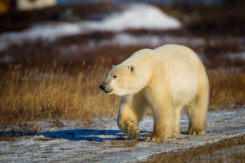Polar Bear Walking — White, Natural