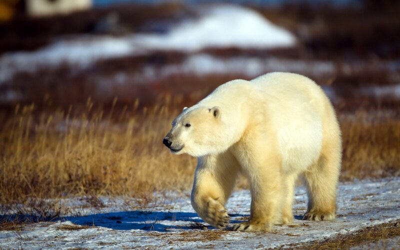 Polar Bear Walking — White, Natural, Winter, Photograph