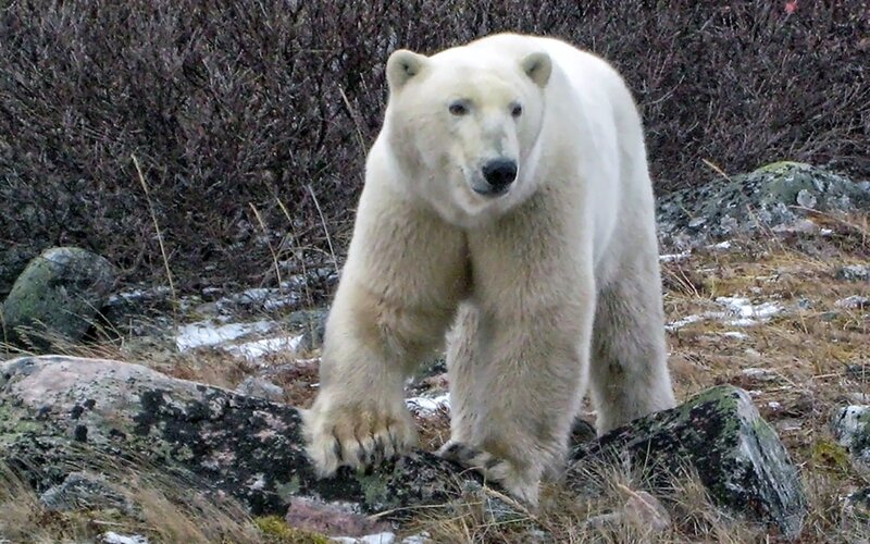 Polar Bear Walking — White, Natural, Winter