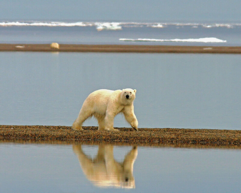 Polar Bear Walking — White, Serene