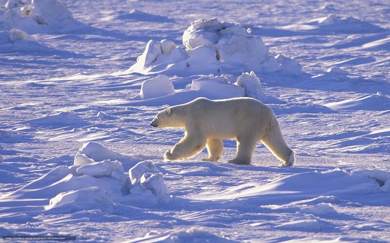 Polar Bear Walking — White, Serene, Winter, Photograph