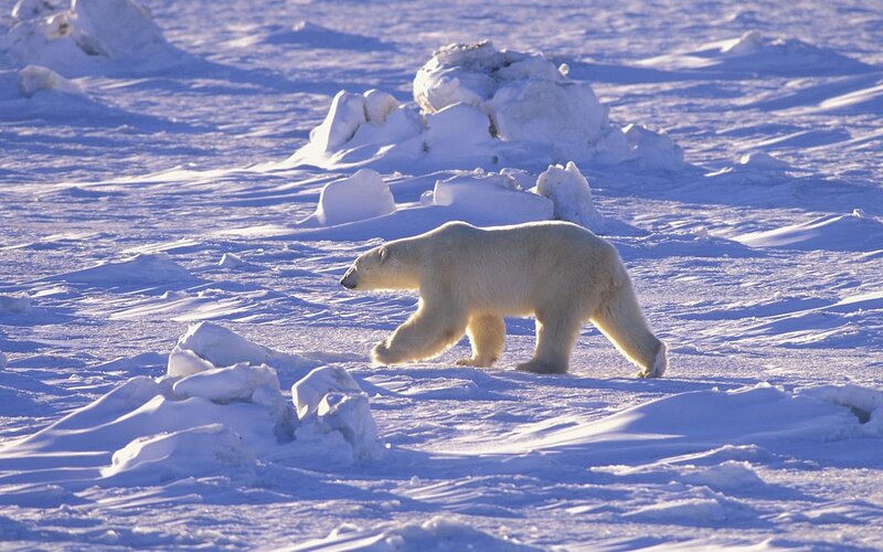 Polar Bear Walking — White, Serene, Winter