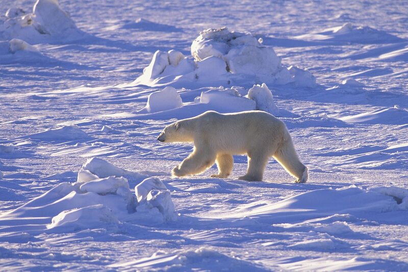 Polar Bear Walking — White