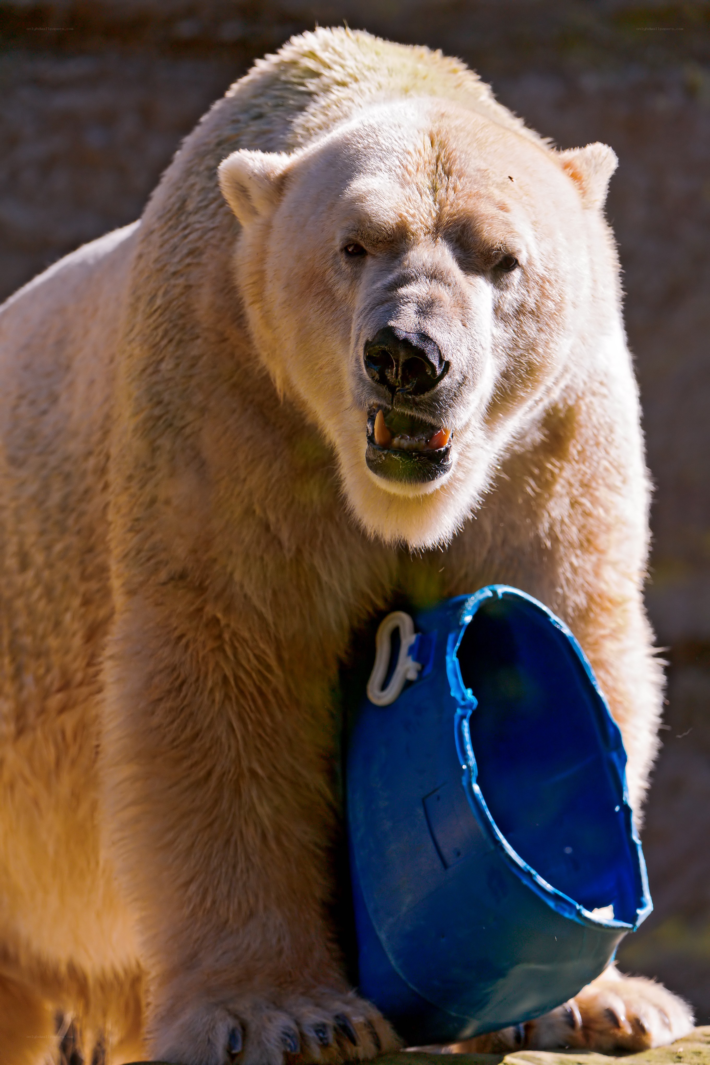 Polar bear with blue bucket