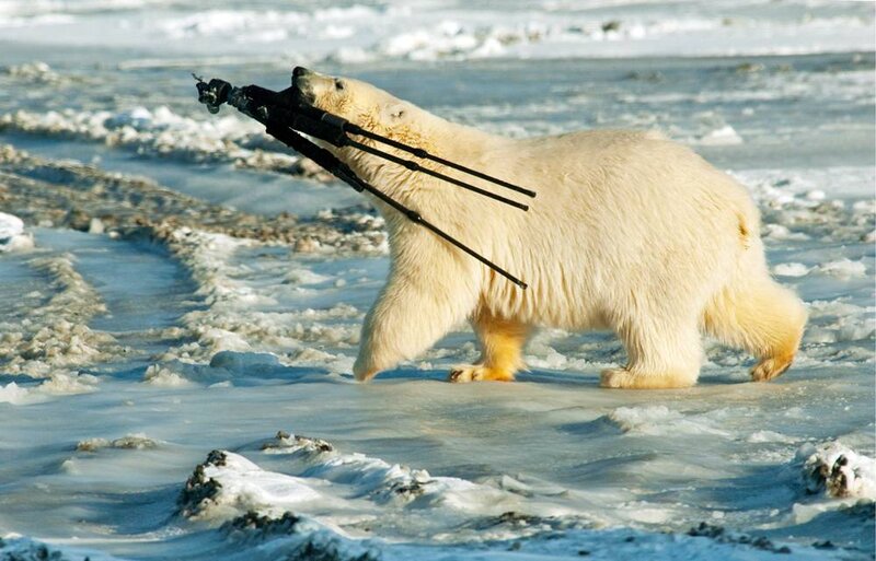 Polar bear with camera tripod