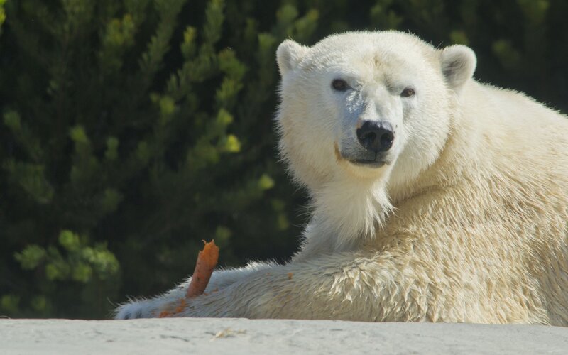 Polar bear with carrot