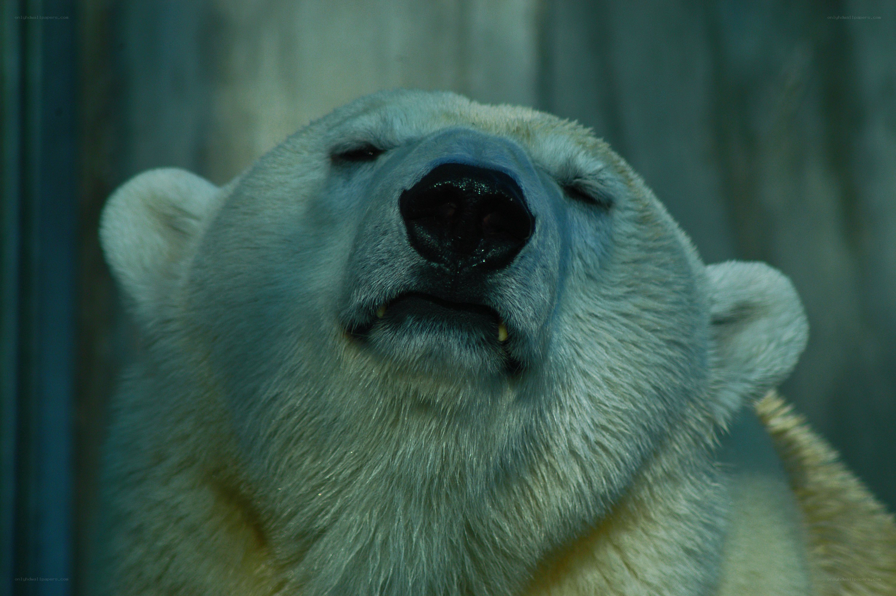 Polar bear with closed eyes