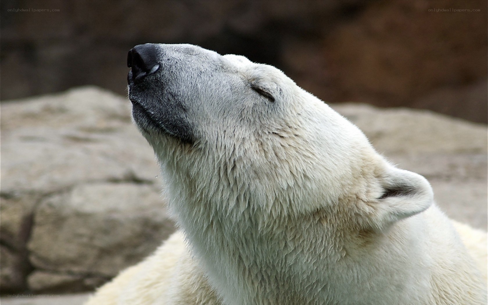 Polar bear with closed eyes
