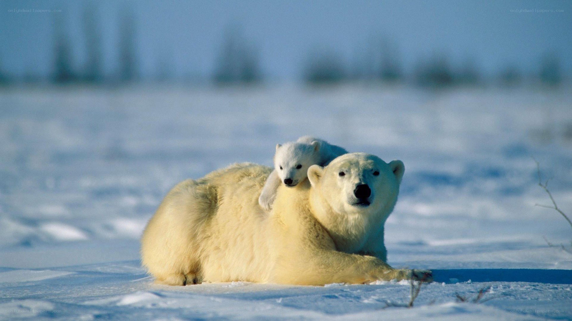 Polar bear with cub in snow