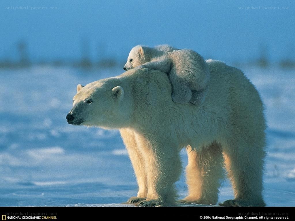 Polar bear with cub on back
