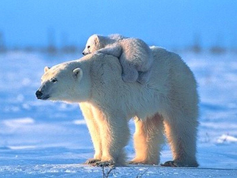 Polar bear with cub on back