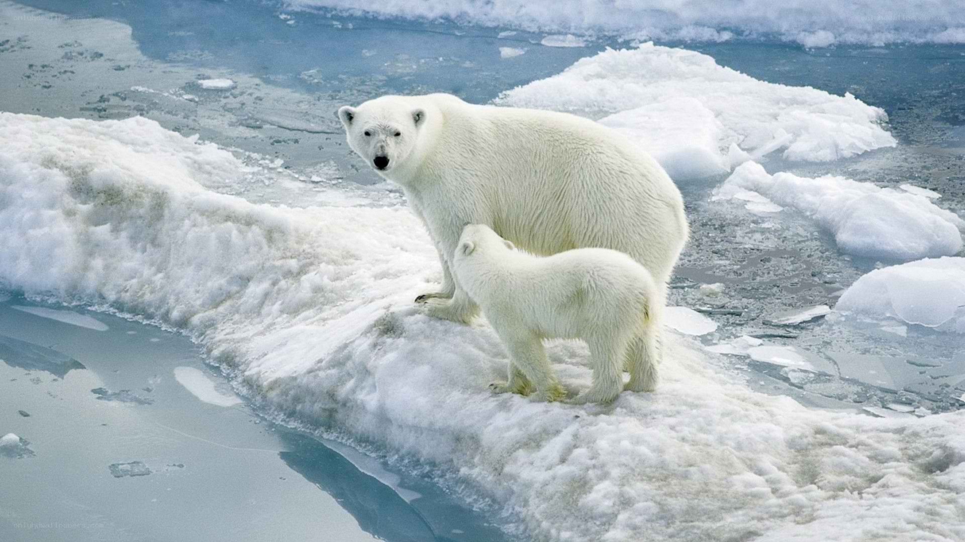 Polar bear with cub on ice