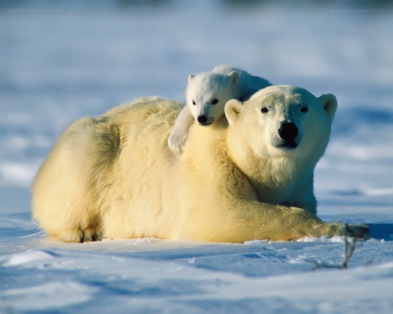 Polar bear with cub on snow