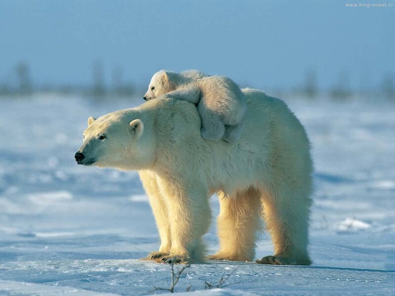 Polar Bear with Cub — White, Calm