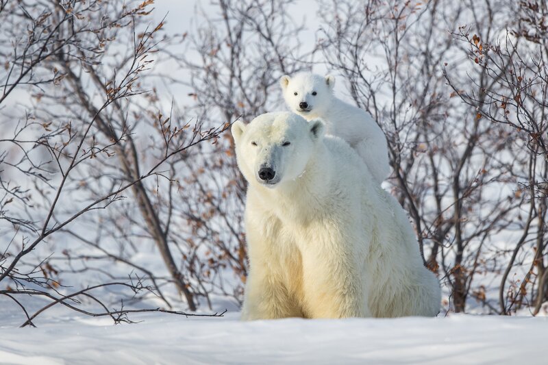 Polar Bear with Cub — White, Calm, Winter, Photograph, Snow, Bushes