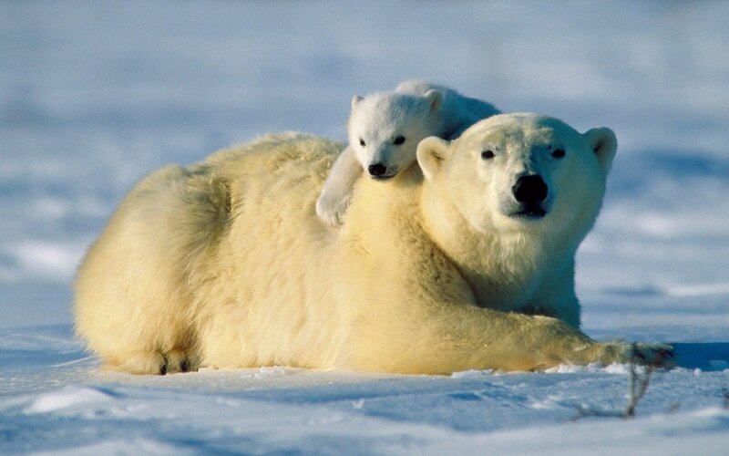 Polar Bear with Cub — White, Calm, Winter, Photograph, Snow, Ice, Blue