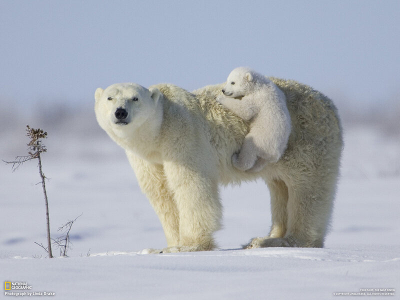 Polar Bear with Cub — White, Calm, Winter, Photograph, Snow