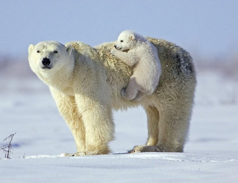 Polar Bear with Cub — White, Calm, Winter, Photograph