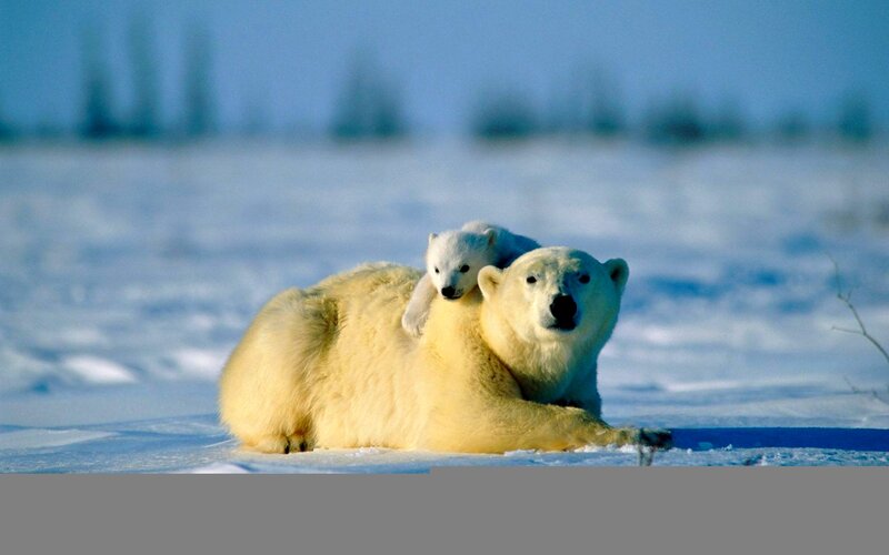 Polar Bear with Cub — White, Calm, Winter