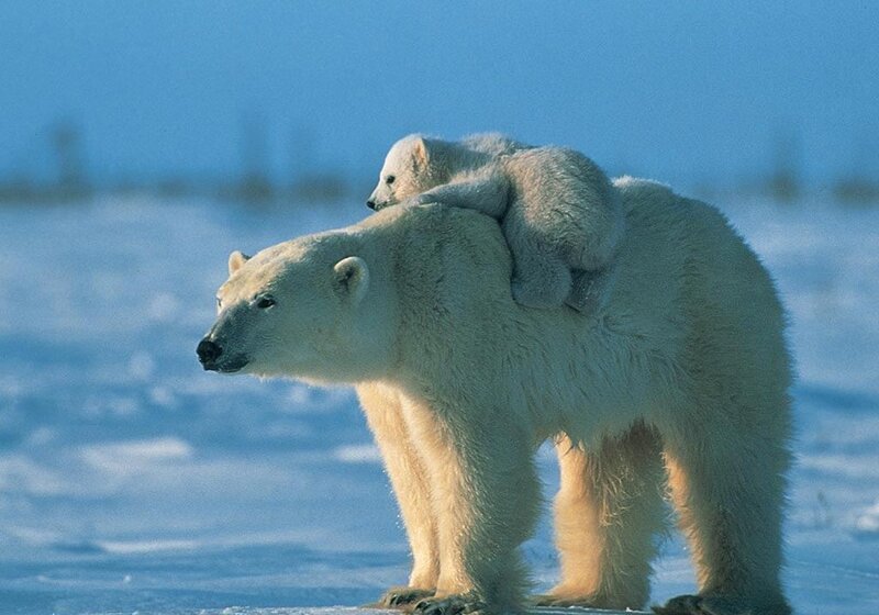 Polar Bear with Cub — White, Serene