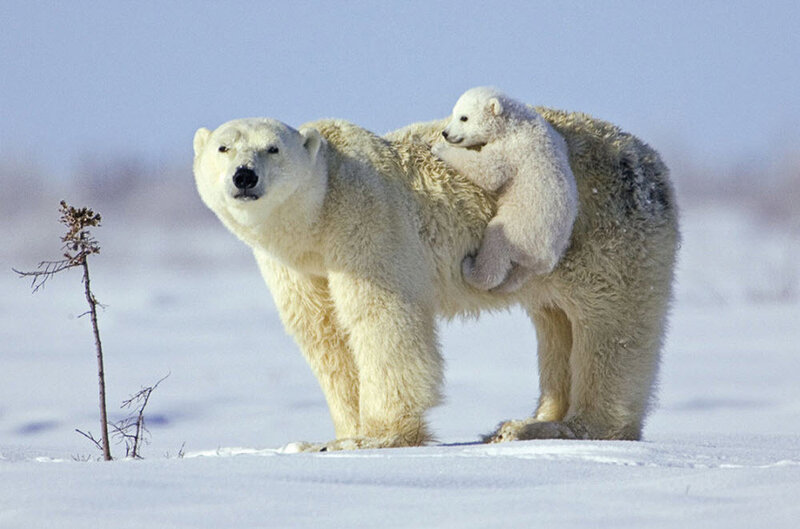 Polar Bear with Cub — White