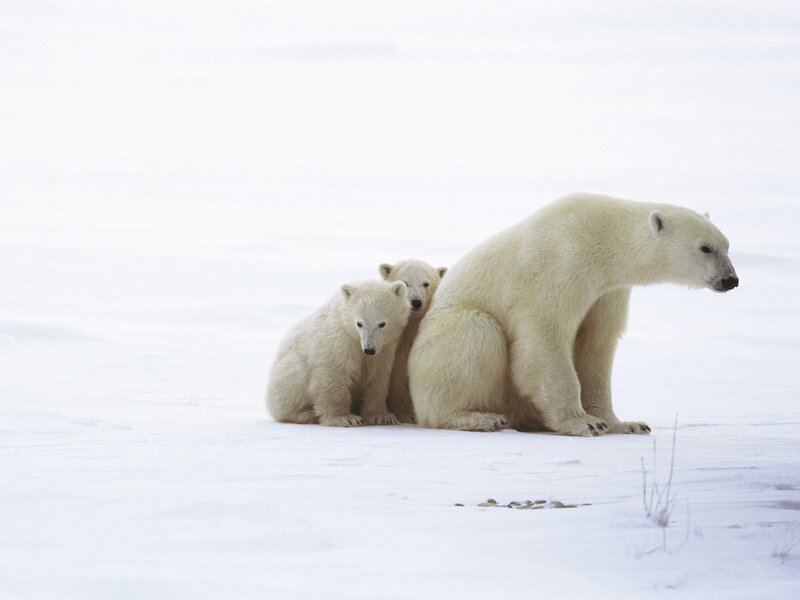 Polar bear with cubs
