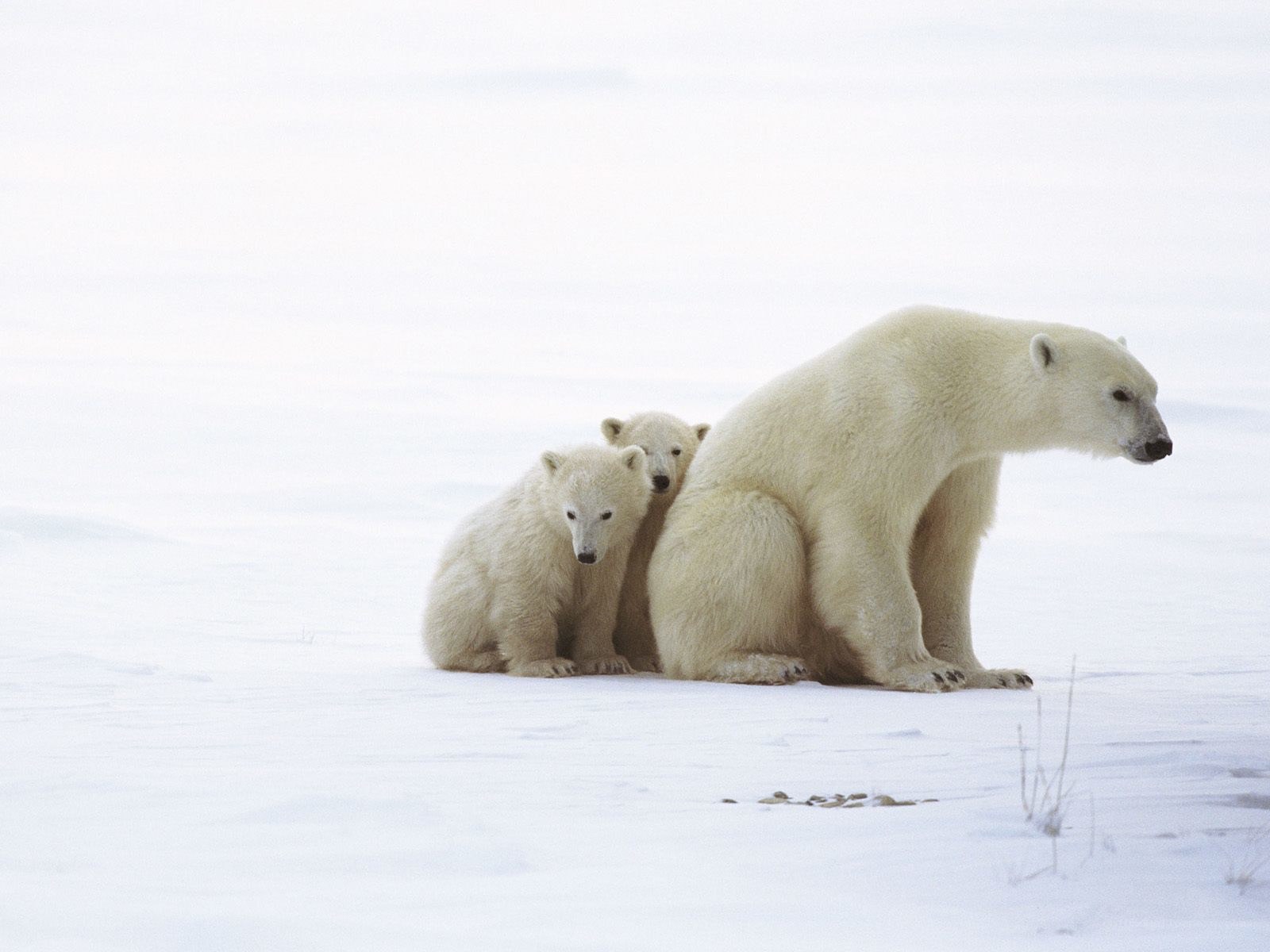 Polar bear with cubs