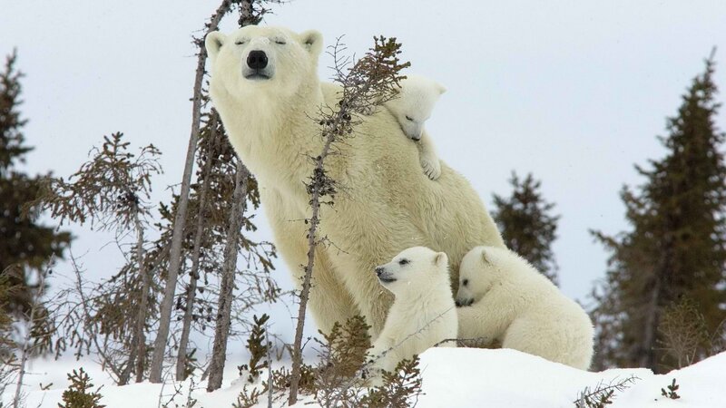 Polar bear with cubs