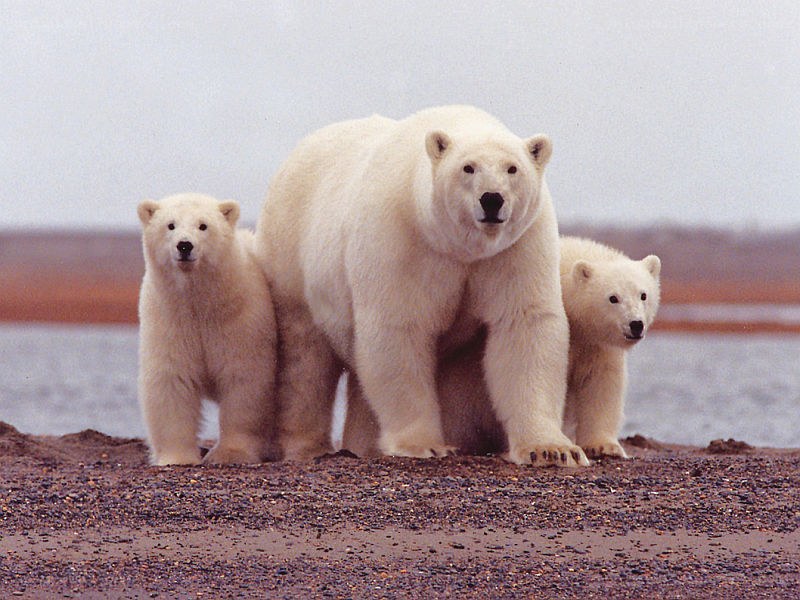 Polar bear with cubs