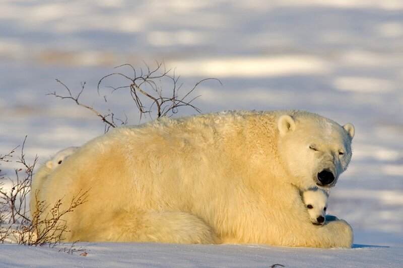 Polar bear with cubs