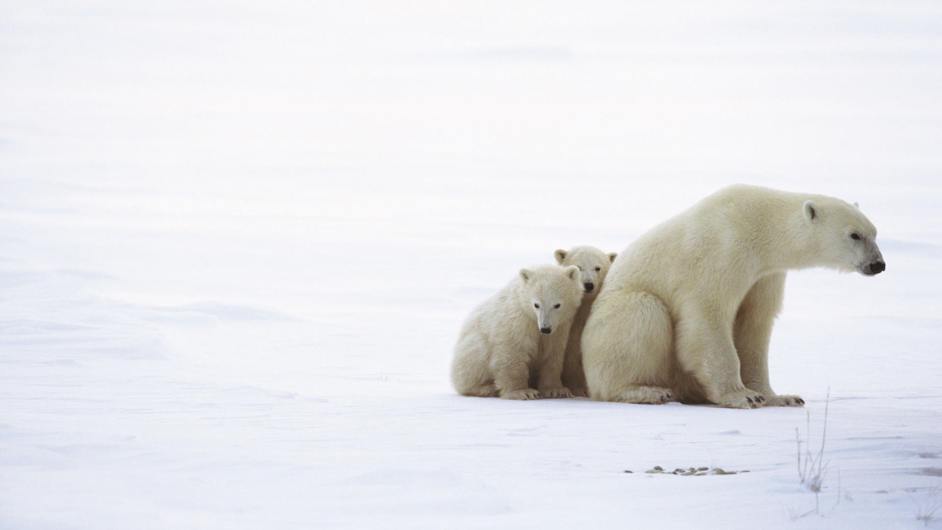 Polar bear with cubs in snow