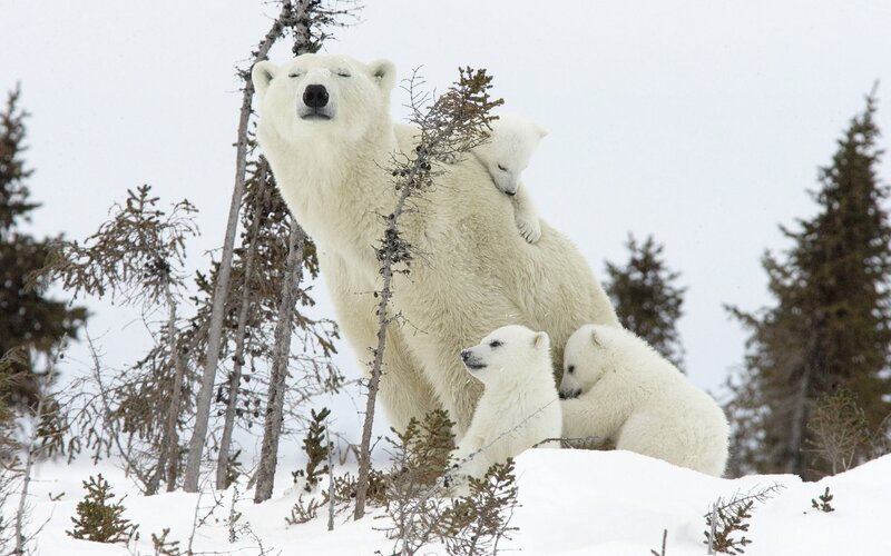 Polar bear with cubs in snow