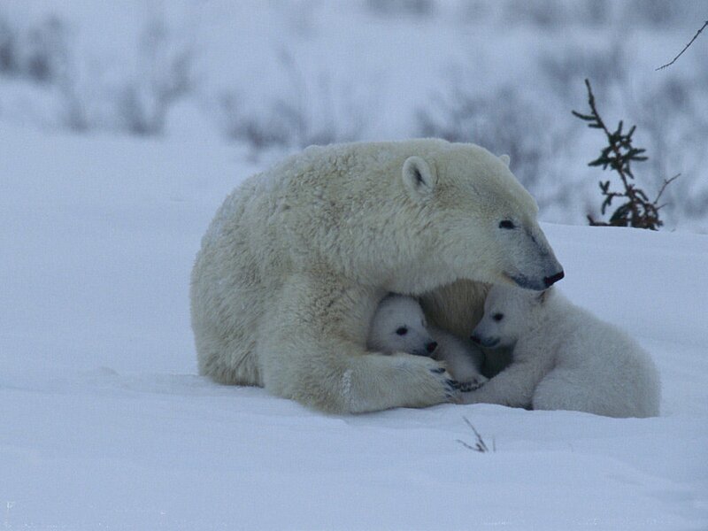 Polar bear with cubs in snow