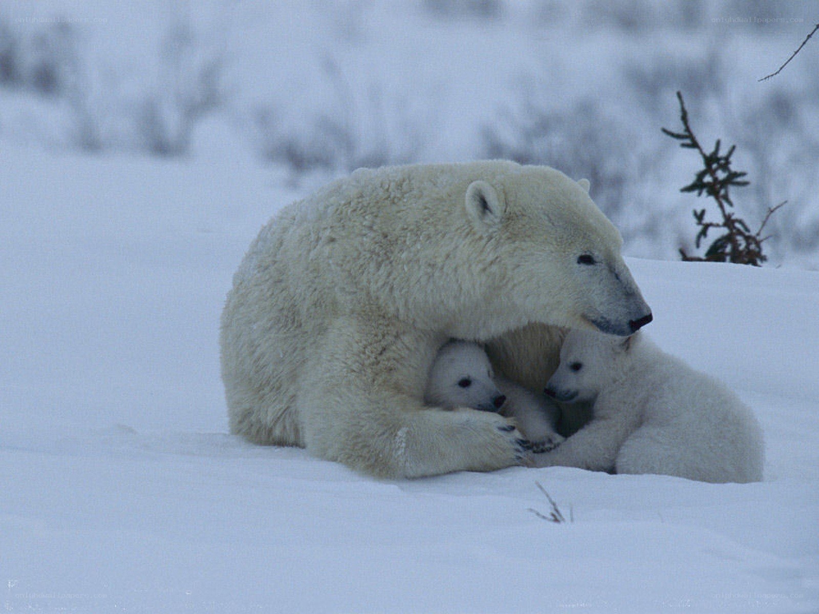 Polar bear with cubs in snow