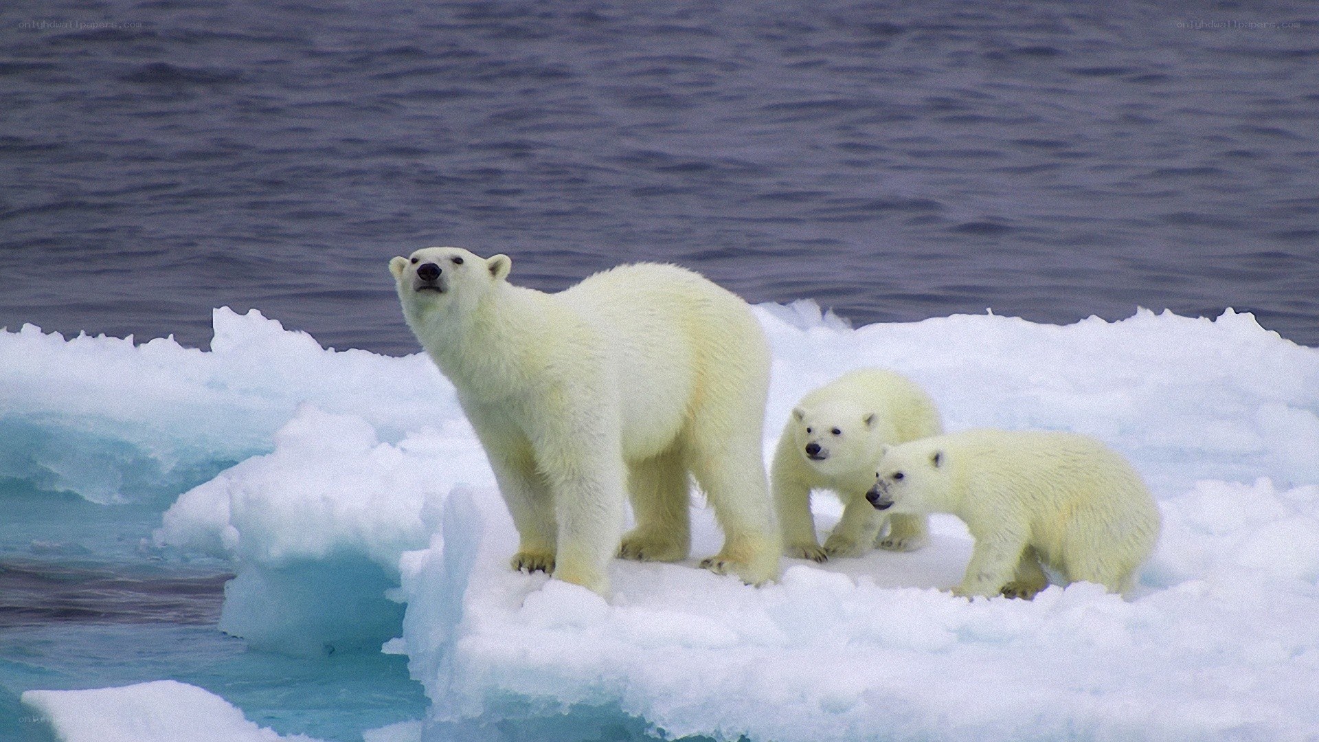 Polar bear with cubs on ice