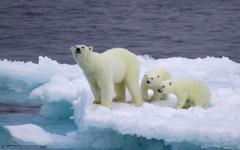 Polar Bear with Cubs — White, Calm, Photograph, Ice Floe