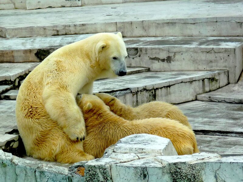 Polar Bear with Cubs — White, Calm, Photograph, Steps