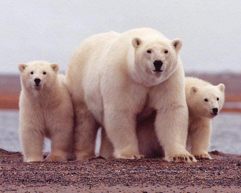 Polar Bear with Cubs — White, Calm, Photograph