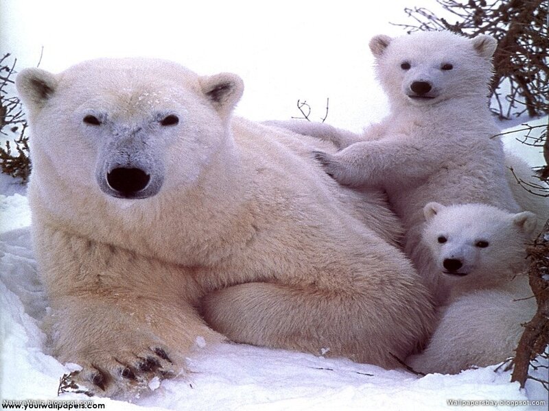 Polar Bear with Cubs — White, Calm