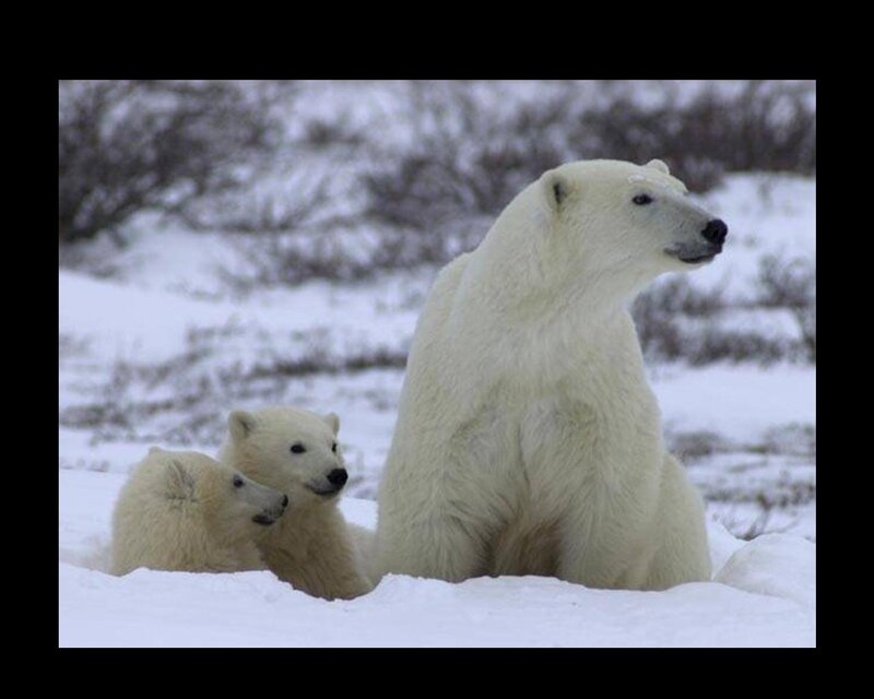 Polar Bear with Cubs — White, Calm, Winter, Photograph, Snow, Bushes