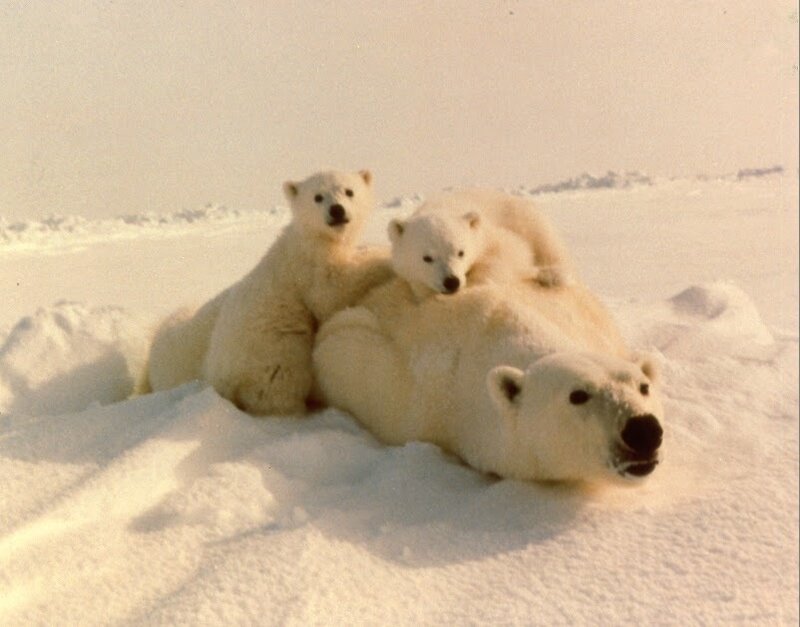 Polar Bear with Cubs — White, Calm, Winter, Photograph, Snow, Mother