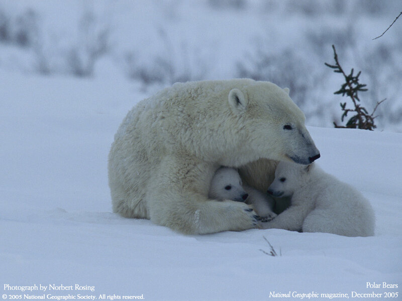 Polar Bear with Cubs — White, Calm, Winter, Photograph, Snow, Plant