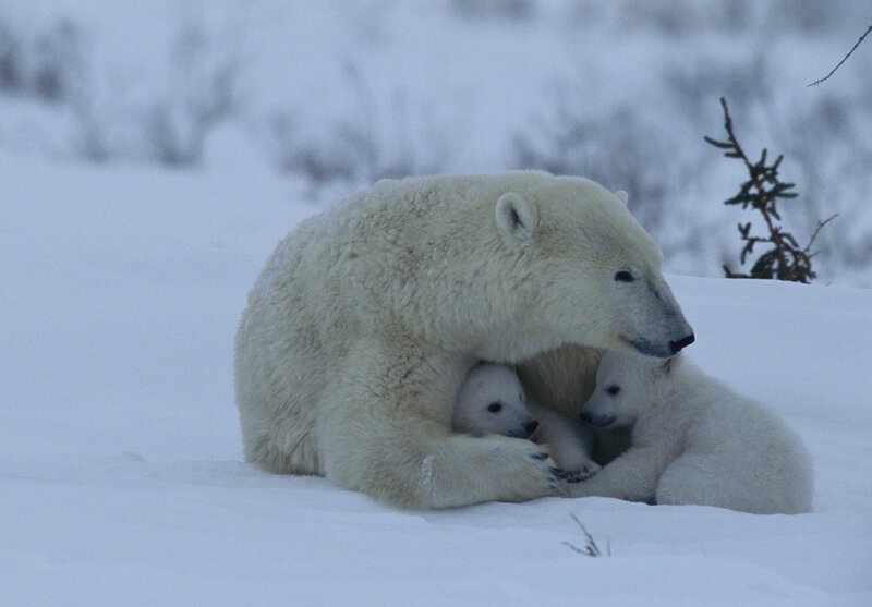 Polar Bear with Cubs — White, Calm, Winter, Photograph, Snow, Tree