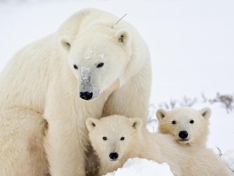 Polar Bear with Cubs — White, Calm, Winter, Photograph, Snow, Wildlife