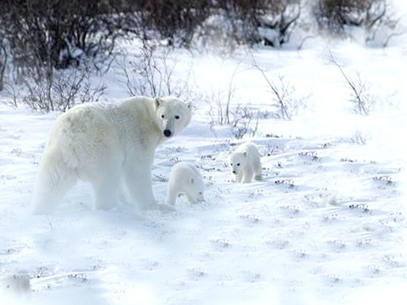 Polar Bear with Cubs — White, Calm, Winter, Photograph